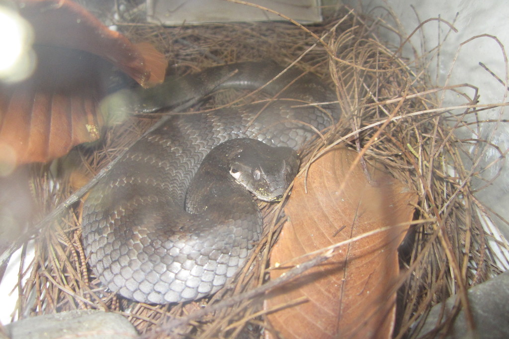 New Guinea Death Adder from Mimika Regency, Papua, Indonesia on March 3 ...