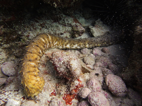Holothuria thomasi Pawson & Caycedo, 1980