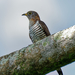 Indian Cuckoo - Photo (c) Hong Wenyang, all rights reserved, uploaded by Hong Wenyang