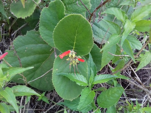 Sinningia macrostachya