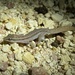 Cape Range Clawless Gecko - Photo (c) Bruce Edley, all rights reserved, uploaded by Bruce Edley