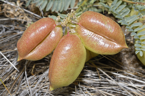 Astragalus douglasii var. douglasii