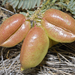 Astragalus douglasii douglasii - Photo 由 Gary McDonald 所上傳的 (c) Gary McDonald，保留所有權利