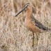 Long-billed Dowitcher - Photo (c) TroyEcol, all rights reserved, uploaded by TroyEcol