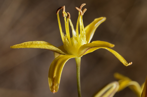 Bloomeria crocea var. aurea