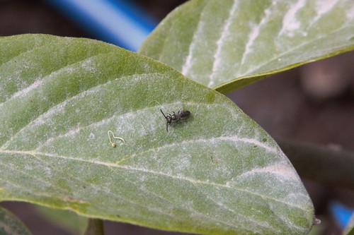 photo of Metallic Sweat Bees (Dialictus)