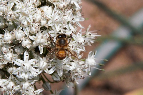 photo of Western Honey Bee (Apis mellifera)