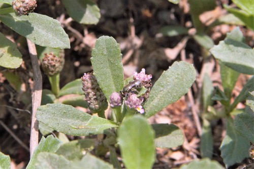 photo of Metallic Sweat Bees (Dialictus)