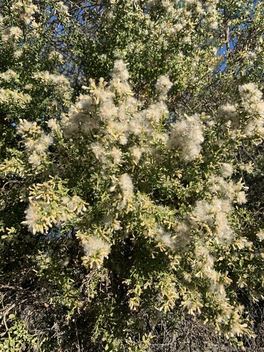 iNaturalist observation photo of coyote brush