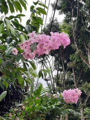 Bougainvillea glabra image