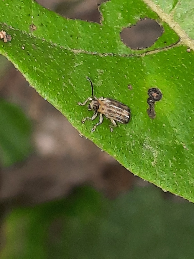Yingaresca from Provincia de Puntarenas, Puerto Jiménez, Costa Rica on