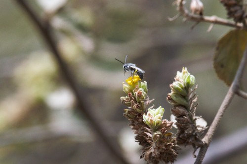 photo of Cellophane Bees (Colletes)