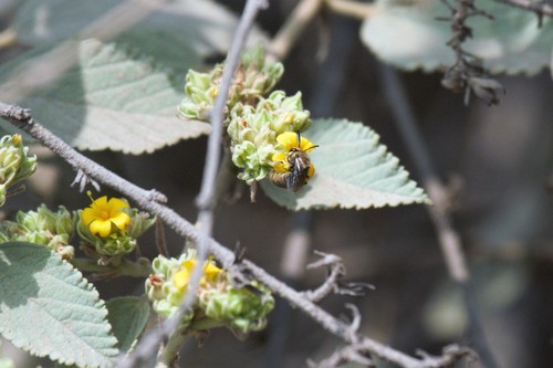 photo of Cellophane Bees (Colletes)