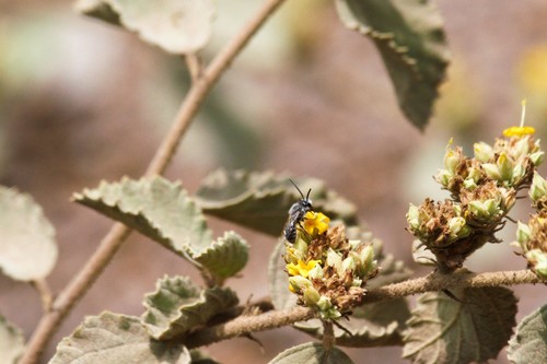 photo of Cellophane Bees (Colletes)