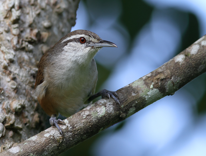 Isthmian Wren photo