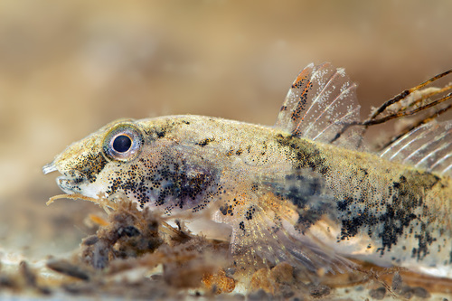 Proterorhinus semilunaris
