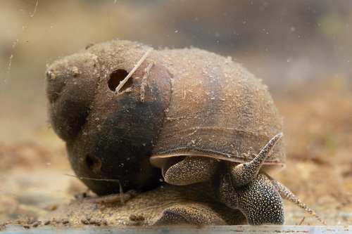 Viviparus acerosus