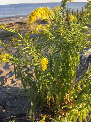 northern seaside goldenrod