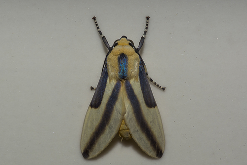 Sutonocrea reducta