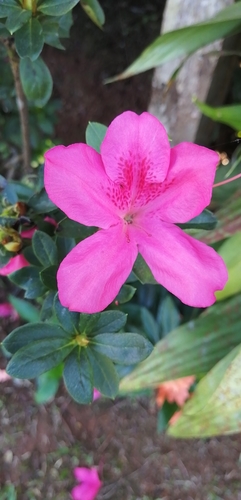 Rhododendron indicum image