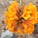 Argylia radiata - Photo (c) iibarra, όλα τα δικαιώματα διατηρούνται