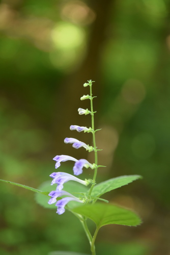 Korean Skullcap (Scutellaria fauriei)