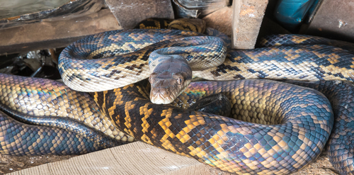 Australian Scrub Python sighting