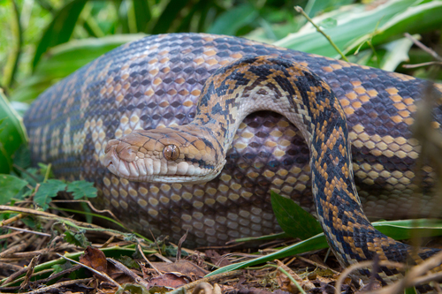 Australian Scrub Python sighting