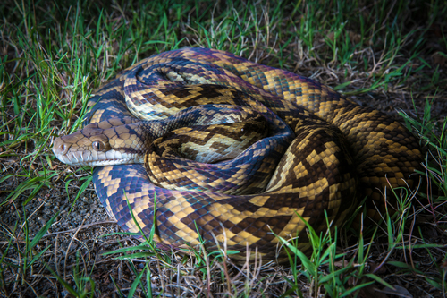 Australian Scrub Python sighting