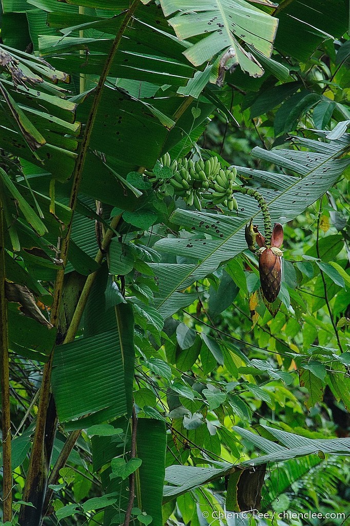 Musa tuberculata