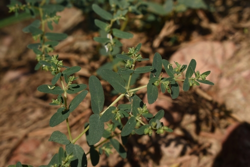 Euphorbia clarkeana