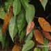 Ficus sarmentosa - Photo (c) Lijin Huang (紫楝), todos los derechos reservados, subido por Lijin Huang (紫楝)