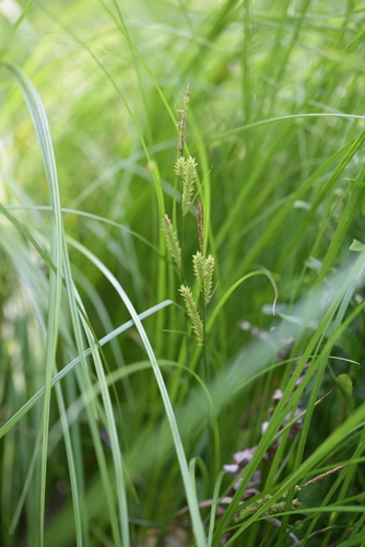 Carex pseudochinensis