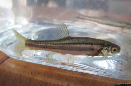 Northern Redbelly Dace