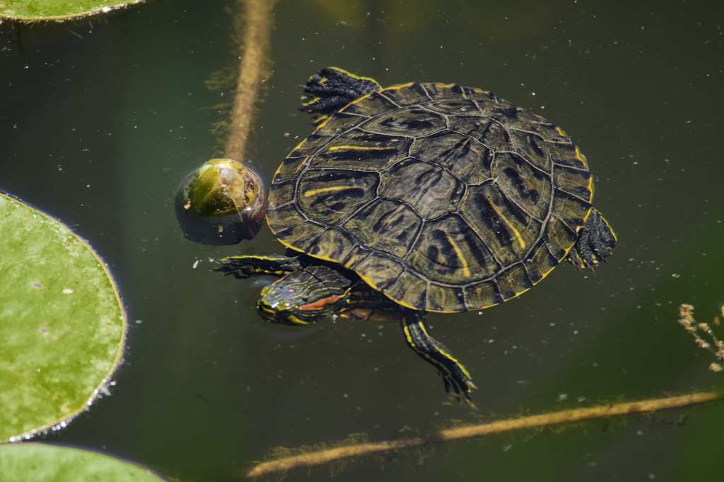 Red-eared Slider from 74150 Bloye, France on May 26, 2020 at 12:06 PM ...