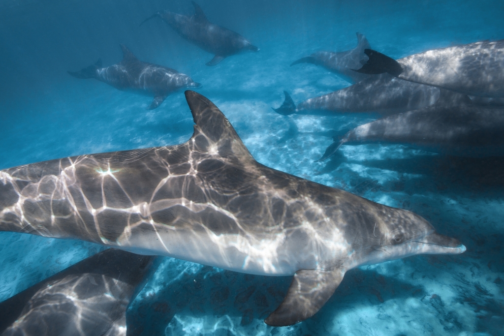 Tursiops aduncus<br>28 March, 2024