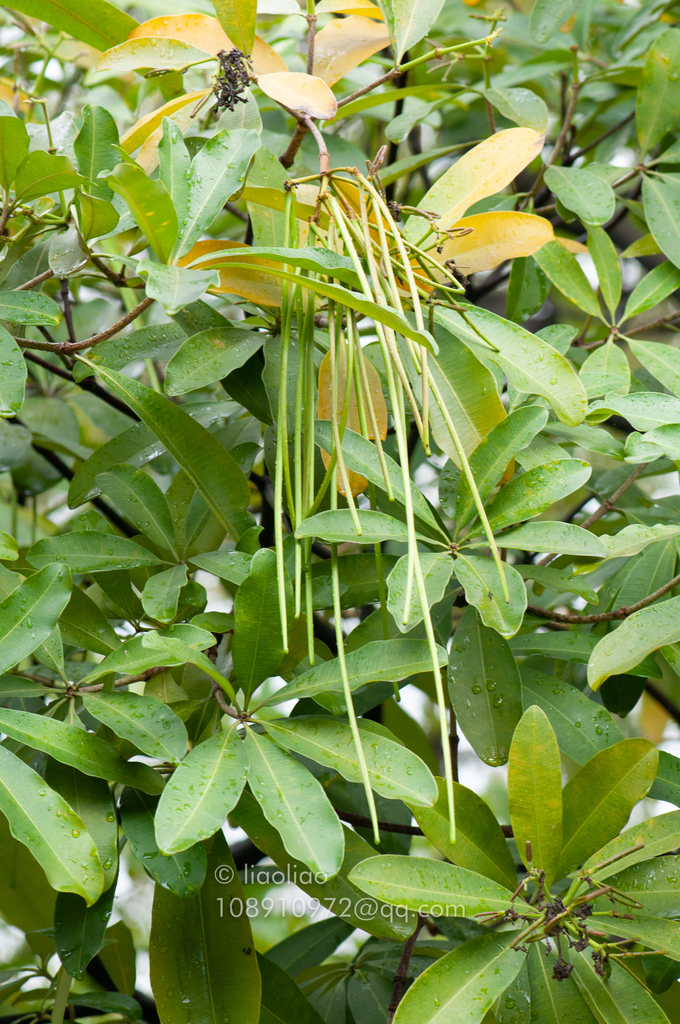 co tin cham (Alstonia rostrata)