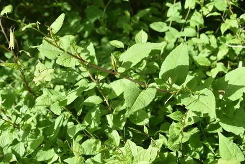 Crenulate Knotweed (Reynoutria ciliinervis)
