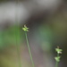 Carex Rara Clade - Photo (c) Yanghoon Cho, all rights reserved, uploaded by Yanghoon Cho