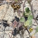 Anthidium placitum - Photo (c) kipppow, all rights reserved, uploaded by kipppow