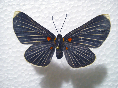 White-tipped Metalmark