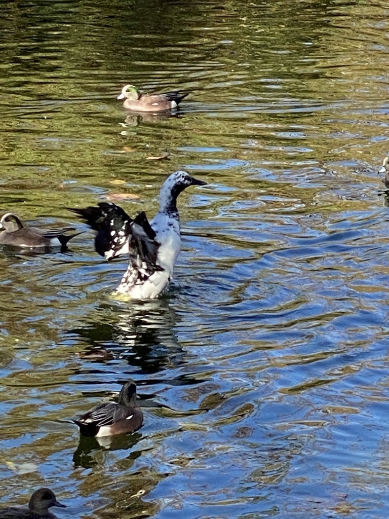 Domestic Mallard from Rancho Simi Community Park, Simi Valley, CA, US ...