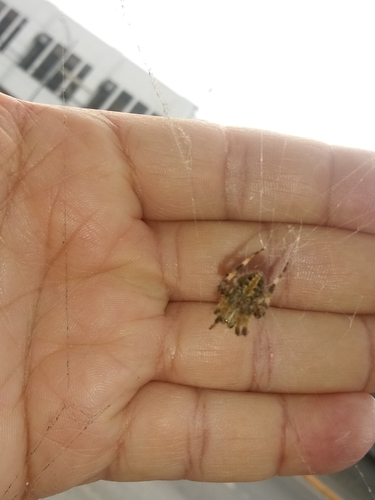 Arañas Tejedoras Típicas, roberto_arreola · NaturaLista