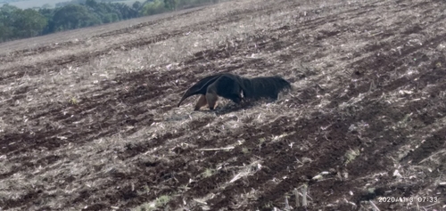 Giant Anteater