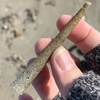 Ice Cream Cone Worm - Photo (c) Sharon Watson, all rights reserved, uploaded by Sharon Watson