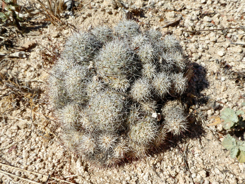 Schummann's Nipple Cactus