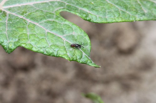 photo of Blood Bees (Sphecodes)