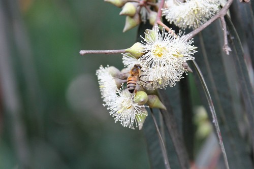 photo of Western Honey Bee (Apis mellifera)