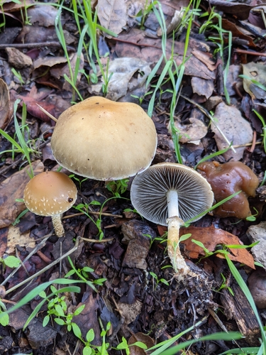 Leratiomyces nuotrauka
