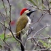 Black-necked Woodpecker - Photo (c) Rangga Yudha Nagara, all rights reserved, uploaded by Rangga Yudha Nagara